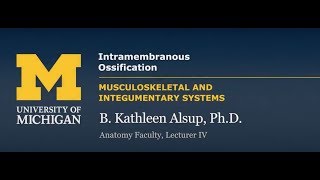 Skeletal System Intramembranous Ossification [upl. by Assetnoc799]