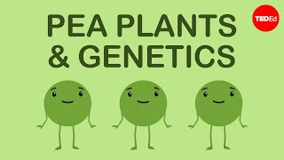 How Mendels pea plants helped us understand genetics  Hortensia Jiménez Díaz [upl. by Justis]