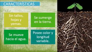 LA RAíZ  Características partes y clases [upl. by Suiraj]