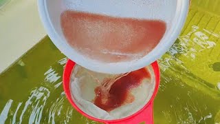 How to culture daphnia  Daphnia culture  How to grow daphnia outdoor [upl. by Leidag]