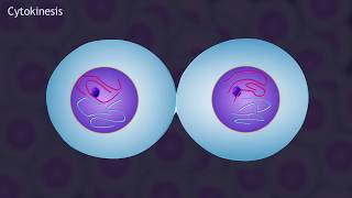 Mitosis and the Cell Cycle Animation [upl. by Nicolella521]