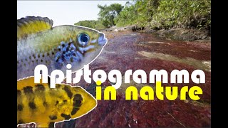 APISTOGRAMMA HONGSLOI amp ALACRINA in the WILD Apistogramma guttata with BABIES [upl. by Emelita]