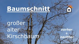 Baumschnitt an großem altem Kirschbaum  vorher amp nachher [upl. by Frodi]