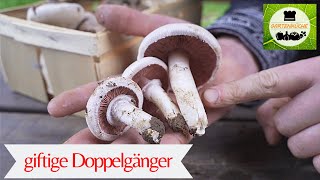 Wiesenchampignons finden und sicher bestimmen [upl. by Orola]