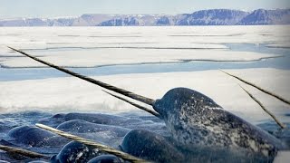 Wow  Amazing Facts About The Narwhal [upl. by Minni]