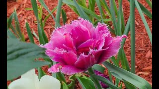 Tulips in my garden Music   Tulips from Amsterdam [upl. by Liam856]