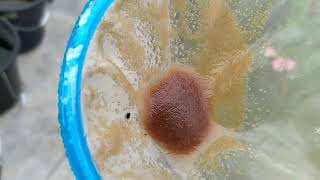 How to culture daphnia moina in a small container Part 1 English Subtitle [upl. by Montanez]