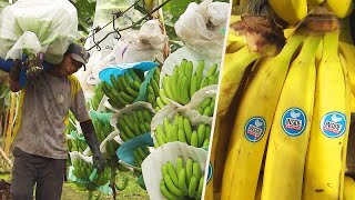 How Do Bananas Grow and End Up in the Store [upl. by Orwin]