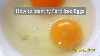 How to Identify Fertilized Eggs [upl. by Neeloj]