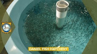 Fish Hatchery  Daniel Wyoming [upl. by Nailil994]