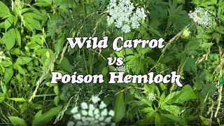 Learn to tell the differences in Wild Carrot and Poison Hemlock [upl. by Bailie]