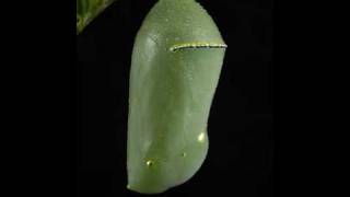 Monarch chrysalis time lapse [upl. by Sontag]