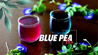 Butterfly Pea Flower Tea Benefits  Healthy Blue Pea Tea  Health Benefits of Blue Pea Flowers [upl. by Persson446]