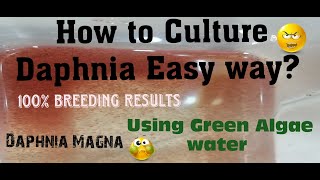 Daphnia MagnaHow to Culture Daphnia Easy wayCulturing Daphnia using Green water Daphnia [upl. by Grega214]