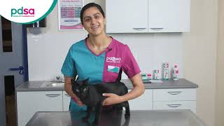 How to Safely Trim a Cats Nails  Vet Tutorial [upl. by Ronoc]