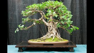 Ficus Retusa Bonsai [upl. by Annirak167]