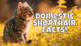 10 Interesting Facts About Domestic Shorthair Cats [upl. by Brear]