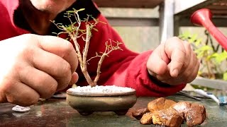 Starting Three New Bonsai Trees [upl. by Miharba]