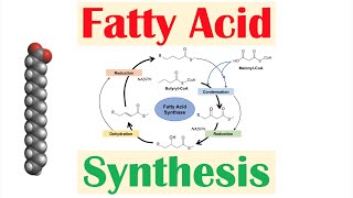 Fatty Acid Synthesis Pathway Overview Enzymes and Regulation [upl. by Lance]