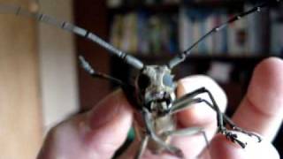 Chirping Longhorn Beetle [upl. by Kizzie891]