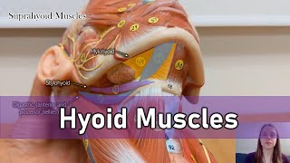 Hyoid muscles [upl. by Alf]