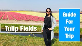 Guide for planning Trip To Amazing Tulip Fields of Holland  Keukenhof   Amsterdam [upl. by Broome]