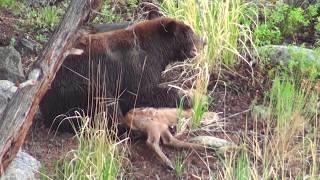 Bear eats elk calf alive  RAW uncut version  Yellowstone National Park [upl. by Tannen]