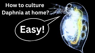 BEST Live Fish Food Beginner guide How to Culture Daphnia at home [upl. by Christian]