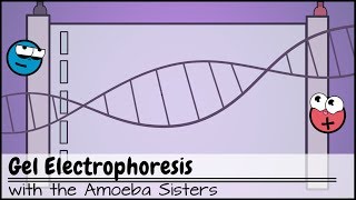 Gel Electrophoresis [upl. by Brookhouse921]