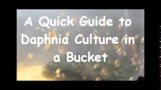 How to culture daphnia outside [upl. by Lurleen]