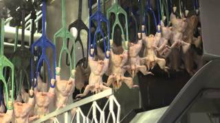 An Inside Look at US Poultry Processing [upl. by Aihtiekal578]