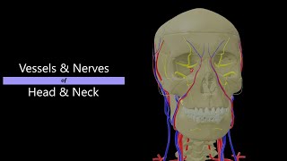 Nerves amp Vessels of Head amp Neck  3D Anatomy  Lecture class [upl. by Krista]