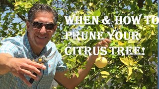 When amp How To PRUNE YOUR CITRUS TREE Cocktail Eureka Meyer OroBlanco Bearss [upl. by Wamsley]