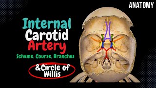 Internal Carotid Artery Scheme Side branches Circle of Willis  Anatomy [upl. by Alded]