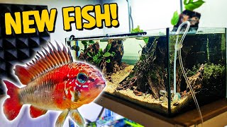 My DREAM FISH Apisto Have Arrived For My 60L Shallow Tank [upl. by Etom]