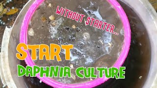 How to culture daphnia moina the easy way 1  Starting the Daphnia culture [upl. by Stover762]