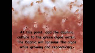 Daphnia  How to grow daphnia in your home [upl. by Eikcim]