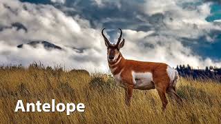 American Pronghorn Sounds [upl. by Alacim]