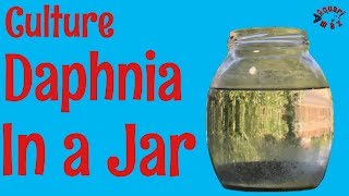 How to Culture Daphnia in a Jar [upl. by Baylor]