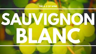 What is SAUVIGNON BLANC  Everything you need to know about this delicious grape [upl. by Damick444]