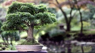 Bonsai trees [upl. by Erde100]