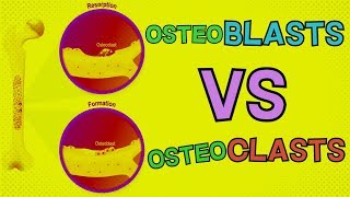 Osteoblasts vs Osteoclasts  HOW DO THEY BOTH FUNCTION Bone Remodeling [upl. by Greenquist]