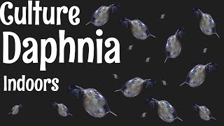 How to Culture Daphnia [upl. by Binni101]