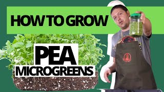 How to GrowPea Microgreens [upl. by Fusco]