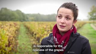 Domaine de la Renaudie  Interview with Charlotte Denis winemaker [upl. by Derrej]