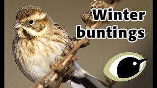 BTO Bird ID  Winter buntings [upl. by Nongim]