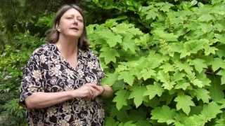 How to Prune OakLeaf Hydrangea  Instructional Video w Plant Amnesty [upl. by Stouffer246]