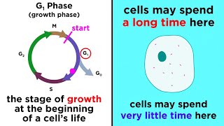 The Cell Cycle and its Regulation [upl. by Weyermann]