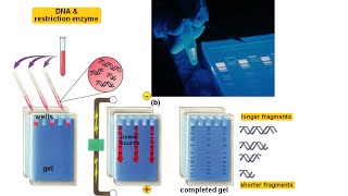 Agarose gel electrophoresis [upl. by Nidnerb]