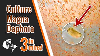 How to culture DAPHNIA MAGNA  The easy way [upl. by Morganstein495]